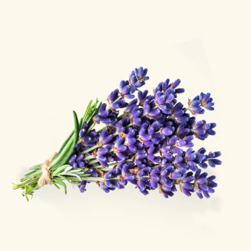 Lavender Oil